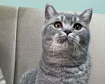 Кошки в Люберцах: Британский котёнок  Мальчик, 25 000 руб. - фото 4