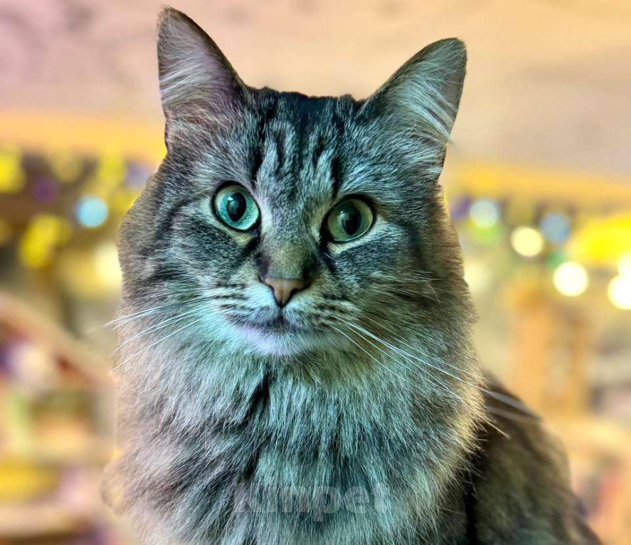 Кошки в Москве: Пушистая милая кошечка в добрые руки Девочка, Бесплатно - фото 6