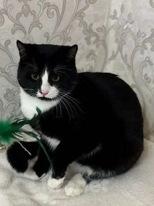 Кошки в Москве: Возьмите Филю в дом Мальчик, Бесплатно - фото 3