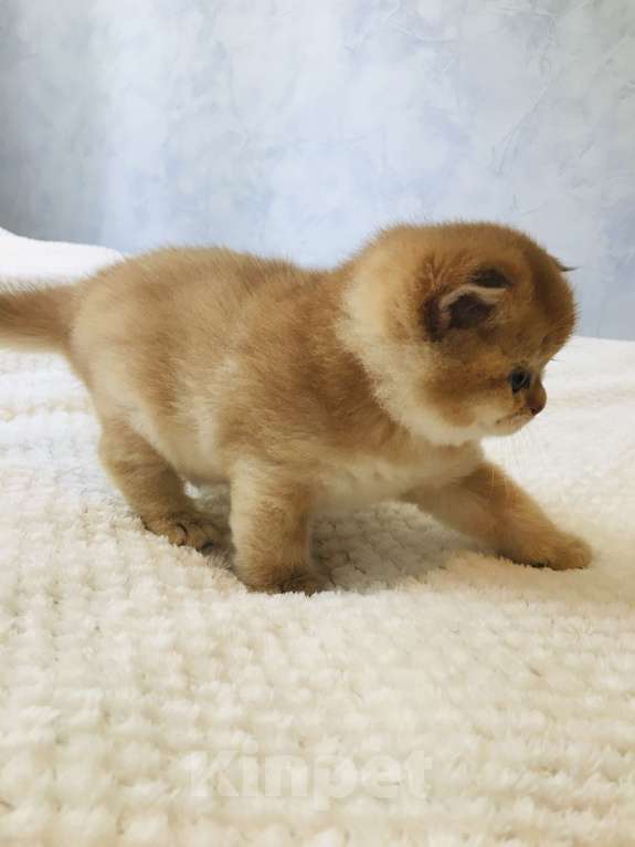 Кошки в Ростове-на-Дону: Продается Шотландская фолд золотая шиншилла  Мальчик, 20 000 руб. - фото 5