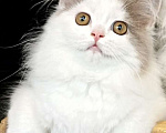 Кошки в Саратове: Шотландский котёнок Мальчик, 45 800 руб. - фото 1