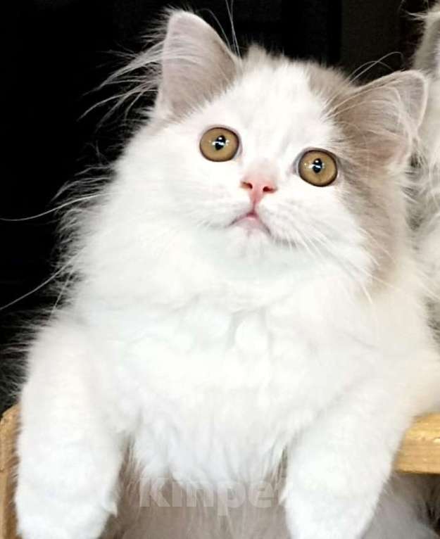 Кошки в Саратове: Шотландский котёнок Мальчик, 45 800 руб. - фото 1