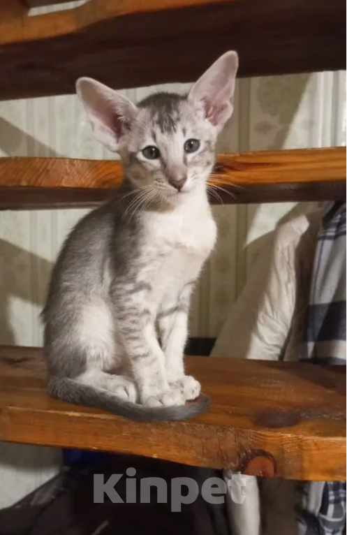 Кошки в Кузнецке: Ориентальный котенок Разнополые, 20 000 руб. - фото 2