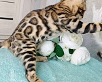 Кошки в Волгограде: Бенгальские котята Девочка, 20 000 руб. - фото 5