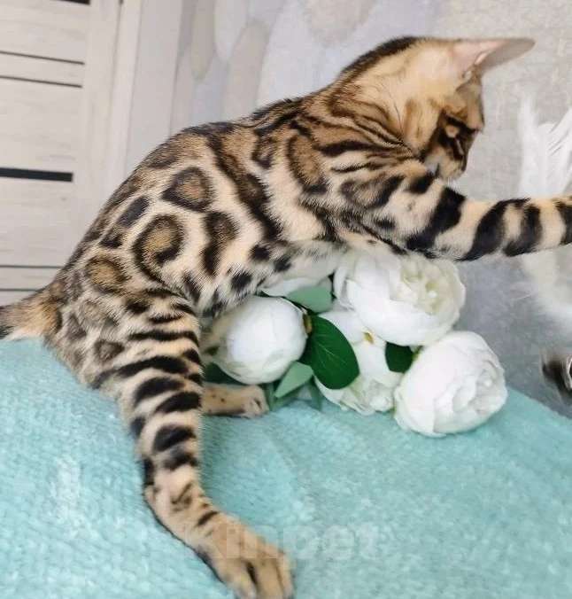 Кошки в Волгограде: Бенгальские котята Девочка, 20 000 руб. - фото 5