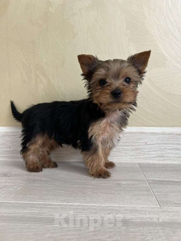 Собаки в Геленджике: Йоркширский терьер мини Мальчик, 18 000 руб. - фото 4