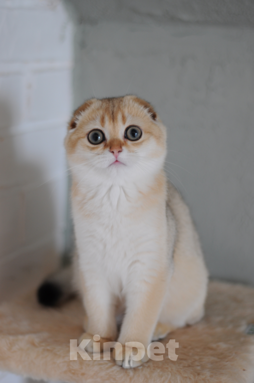 Кошки в Бахчисарае: Шотландская кошечка в разведение  Девочка, 75 000 руб. - фото 4