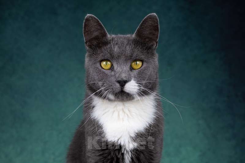 Кошки в Москве: Русский голубой кот Амурчик в дар Мальчик, 1 руб. - фото 4