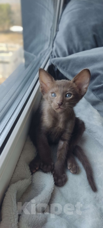 Кошки в Москве: Ориентальная девочка Девочка, 65 000 руб. - фото 1