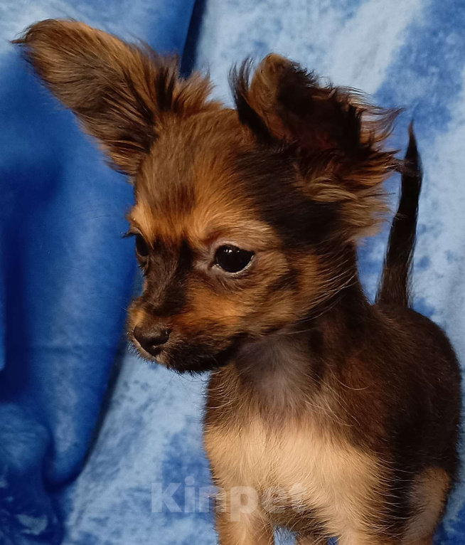 Собаки в Москве: Персей Мальчик, 50 000 руб. - фото 2