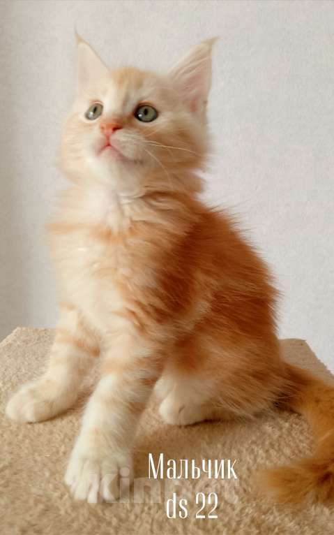 Кошки в Энгельс: Котята Мейн Кун(резерв) Мальчик, 50 000 руб. - фото 4