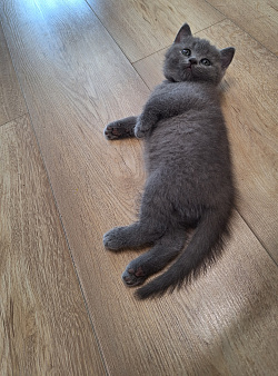 Котёнок