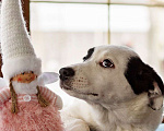 Собаки в Москве: Белый щенок Эмми в добрые руки Девочка, 1 руб. - фото 6