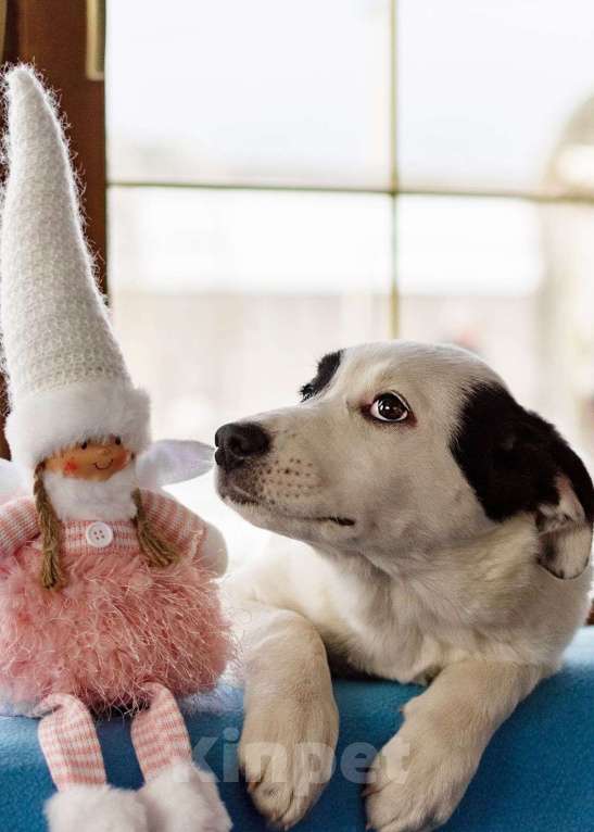 Собаки в Москве: Белый щенок Эмми в добрые руки Девочка, 1 руб. - фото 6