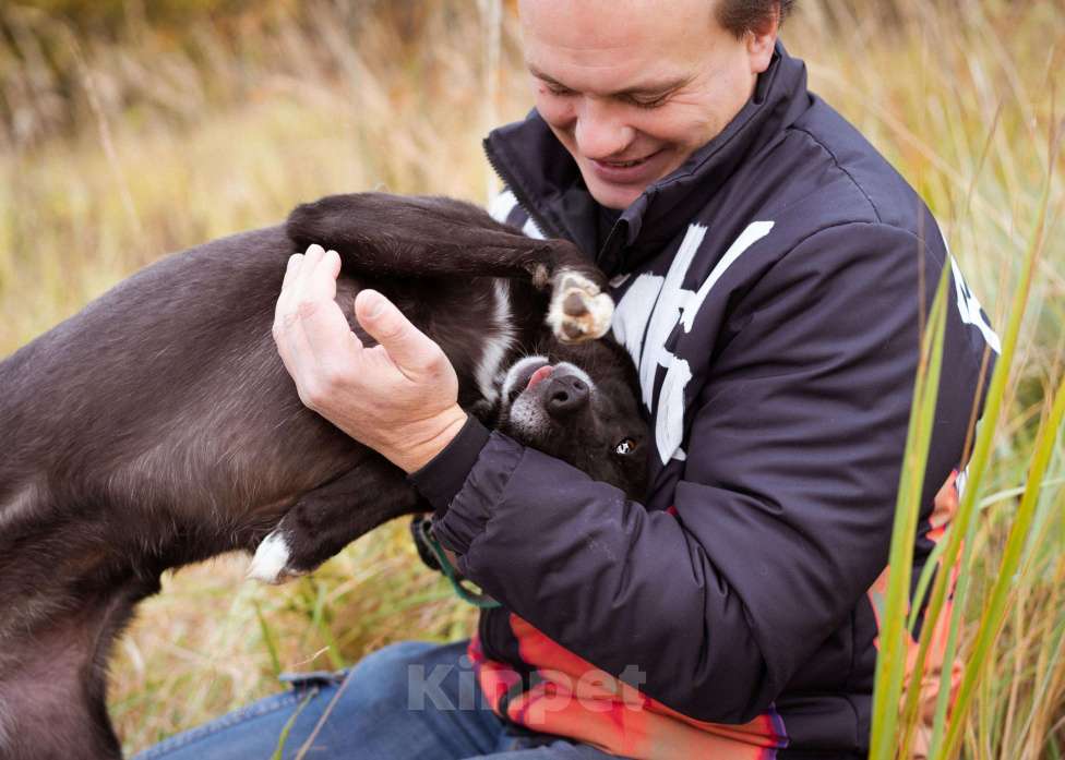 Собаки в Москве: Собака из приюта ищет дом Девочка, Бесплатно - фото 4