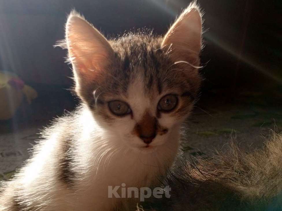 Кошки в Новокузнецке: Котенок в добрые руки Девочка, Бесплатно - фото 1