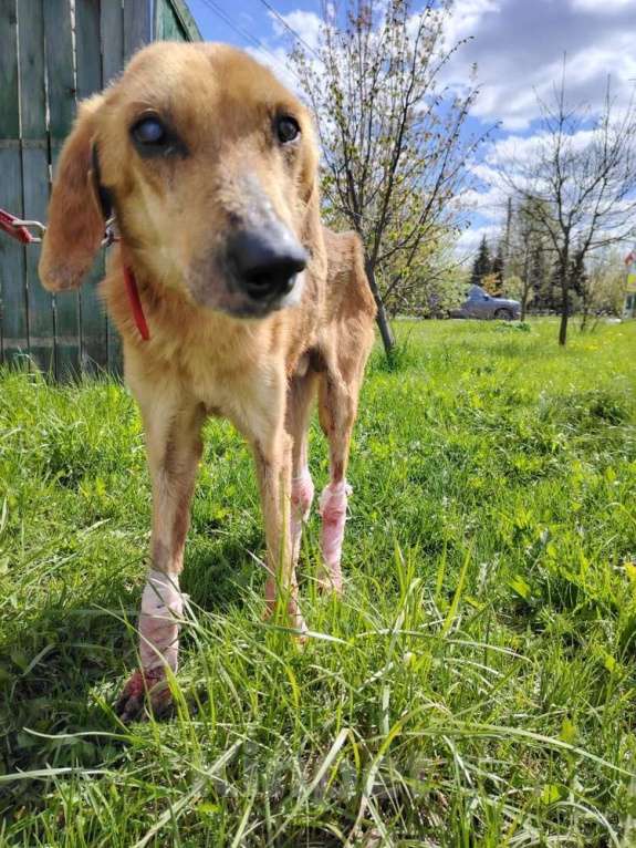 Собаки в Москве: Несчастный почти слепой пёс Малыш ищет доброе сердце Мальчик, 10 руб. - фото 5