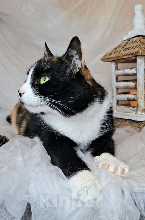 Кошки в Москве: Трехцветная кошка в добрые руки  Девочка, Бесплатно - фото 4