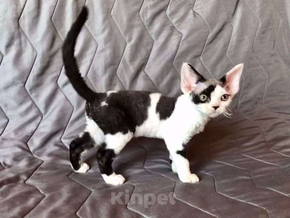 Кошки в Нижнем Новгороде: Котенок породы Девон-рекс Мальчик, Бесплатно - фото 1