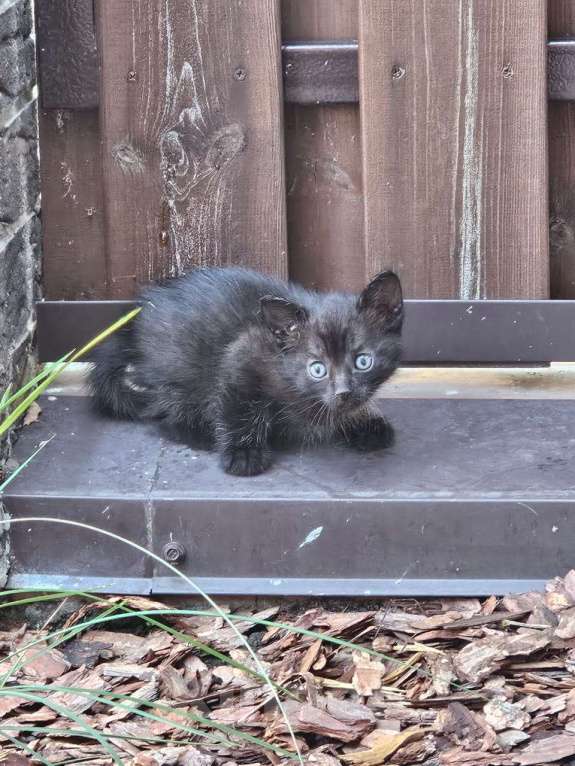 Кошки в Йошкаре-Оле: Комочек счастья в добрые руки Мальчик, Бесплатно - фото 3