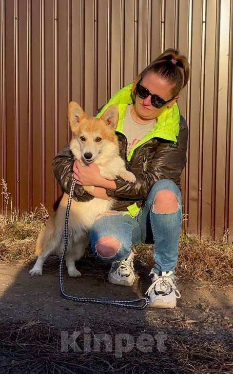 Собаки в Иркутске: Кобель вельш корги пемброк Мальчик, 40 000 руб. - фото 1