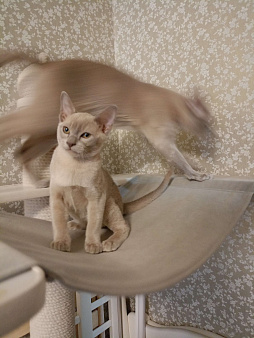 Бурманские лиловые котята