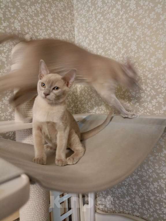 Кошки в Москве: Бурманские лиловые котята Мальчик, 40 000 руб. - фото 3