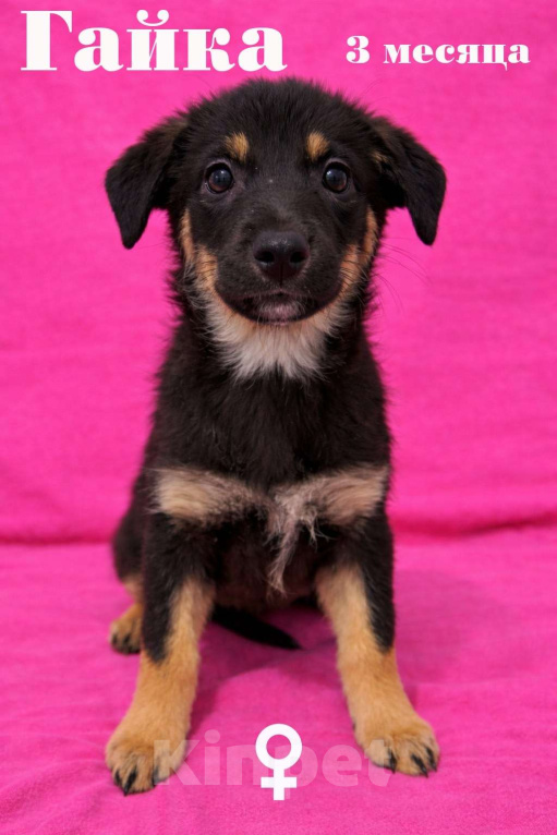Собаки в Москве: Девочка щенок Гайка ищет дом Девочка, Бесплатно - фото 1