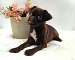 Собаки в Новосибирске: Пти-брабансон шоколад щенок Мальчик, 50 000 руб. - фото 4