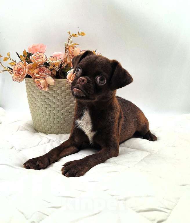 Собаки в Новосибирске: Пти-брабансон шоколад щенок Мальчик, 50 000 руб. - фото 4