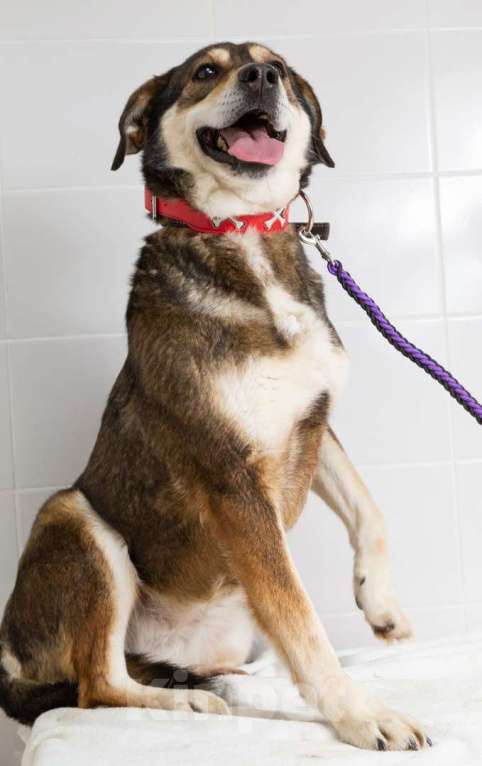 Собаки в Наро-Фоминске: Нора из приюта Берегиня Девочка, Бесплатно - фото 8