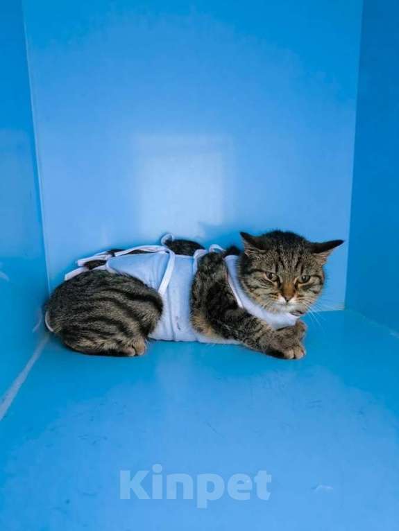 Кошки в Москве: Молодая кошечка Тринити ищет дом. Девочка, Бесплатно - фото 5