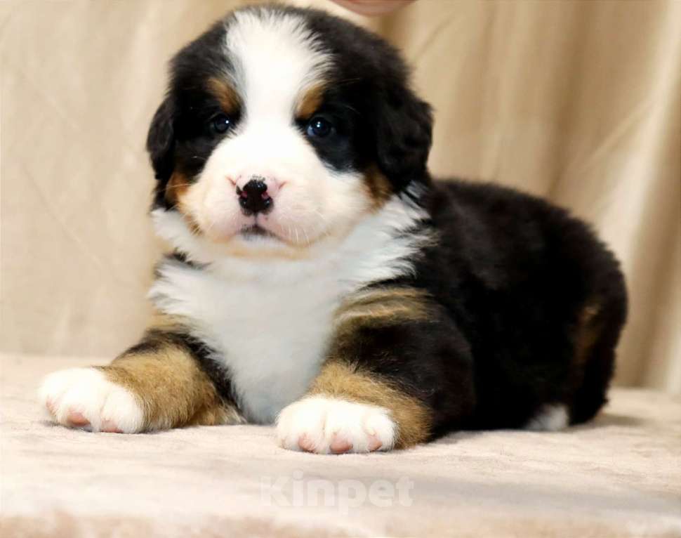 Собаки в Москве: Щенки Бернского Зенненхунда Мальчик, Бесплатно - фото 1