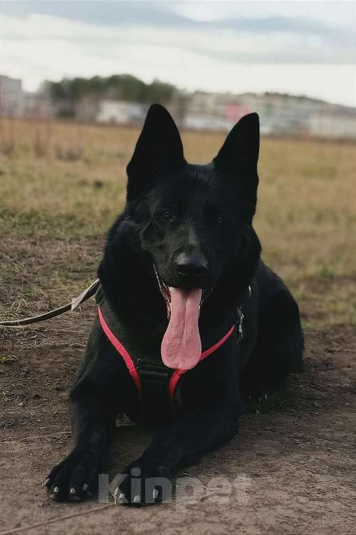 Собаки в Екатеринбурге: Продаются щенки восточноевропейской овчарки с документами РКФ Девочка, 45 000 руб. - фото 4