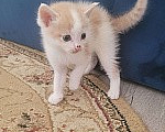 Кошки в Краснодаре: Отдам даром котят Разнополые, Бесплатно - фото 6