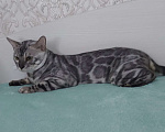 Кошки в Москве: Бенгальский кот Мальчик, Бесплатно - фото 1