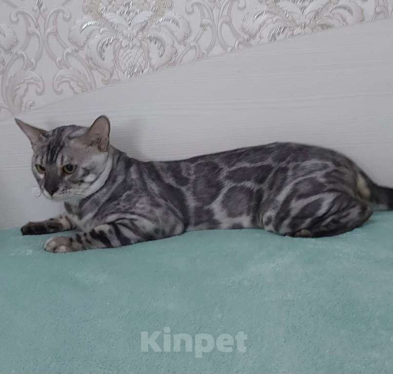 Кошки в Москве: Бенгальский кот Мальчик, Бесплатно - фото 1