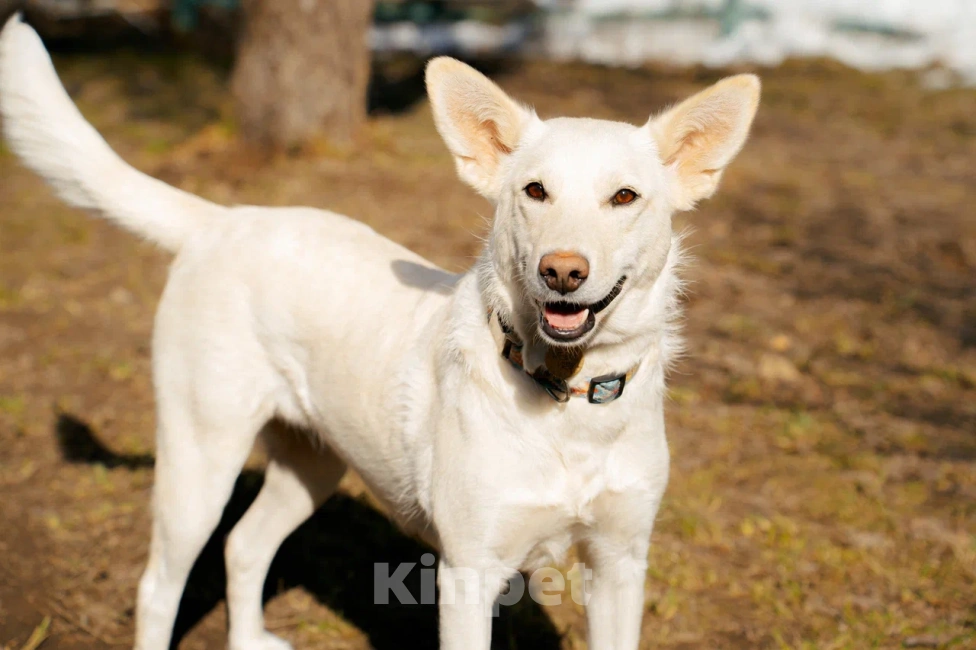 Собаки в Красногорске: Молоденькая Белочка 1,5 года ищет дом Девочка, Бесплатно - фото 6