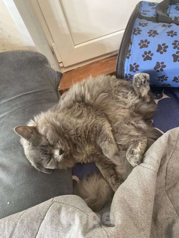 Кошки в Ростове-на-Дону: ПРОПАЛА КОШКА Девочка, 1 500 руб. - фото 5