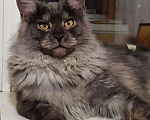 Кошки в Якутске: Шикарные породистые котята, 25 000 руб. - фото 2