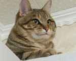 Кошки в Саранске: Кот приглашает на вязку, 2 000 руб. - фото 2
