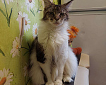 Кошки в Лянторе: Мейн кун классика и полидакты., 20 000 руб. - фото 5