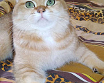 Кошки в Казани: Шотланский кот Вязка Мальчик, 10 000 руб. - фото 4