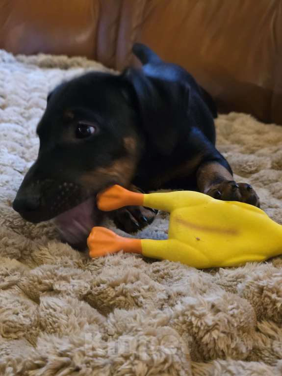 Собаки в Приозерске: Предлагаютcя для бронирования щенки  Мальчик, 20 000 руб. - фото 5