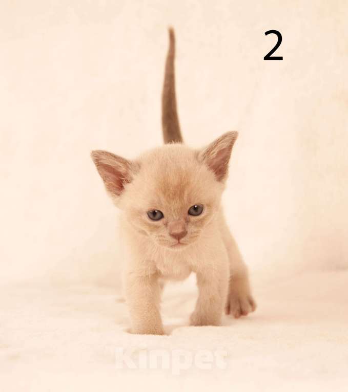 Кошки в Екатеринбурге: Европейские бурманские котята Мальчик, Бесплатно - фото 9