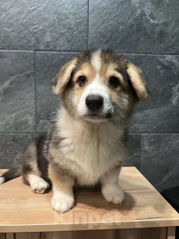Собаки в Москве: Корги мальчик триколор кобель Мальчик, 40 000 руб. - фото 5