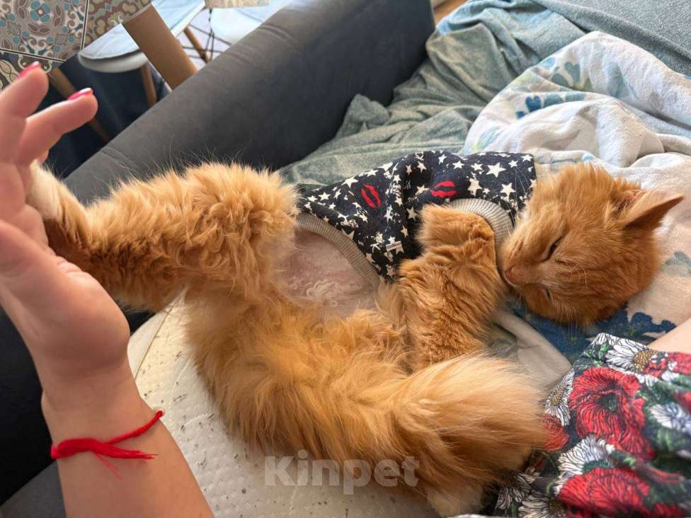 Кошки в Москве: Кот Еремей ищет дом Мальчик, Бесплатно - фото 2