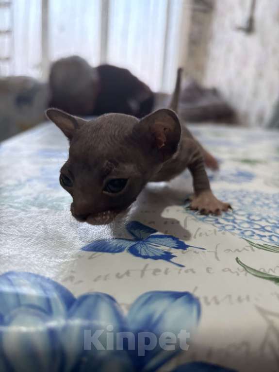 Кошки в Оренбурге: Сфинкс Мальчик, 8 000 руб. - фото 6