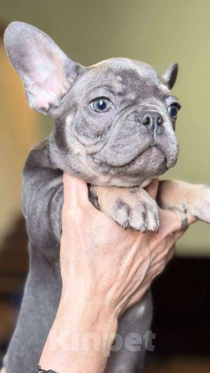 Собаки в Энгельс: породистые щенки французского бульдога Разнополые, 75 000 руб. - фото 1