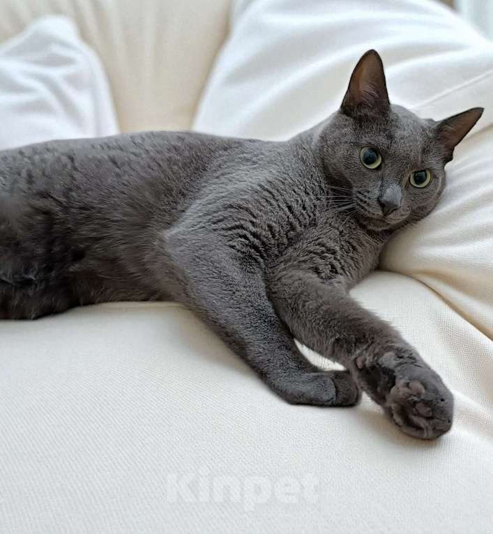 Кошки в Москве: Ищу дом для котика Ластика!❤️ Мальчик, 500 руб. - фото 4